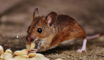 24 Hour & Emergency Exterminators in East Hampstead, NH